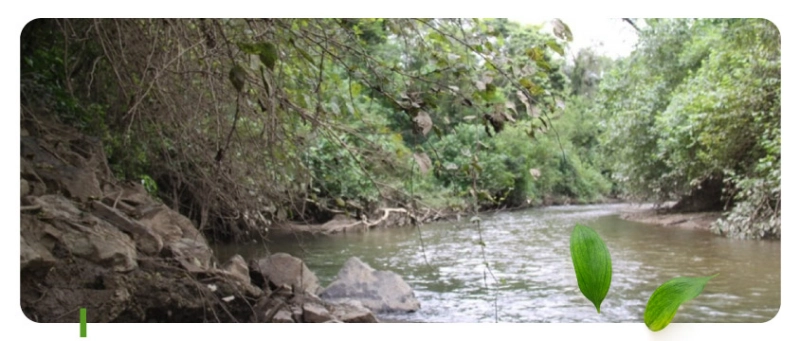 Preservar rios e ribeirões para a vida